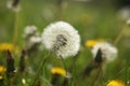 Morning landscape,ÃÂ White dandelion with green background, nature green backgound